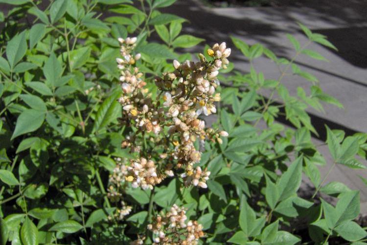 Nandina domestica / Nandina